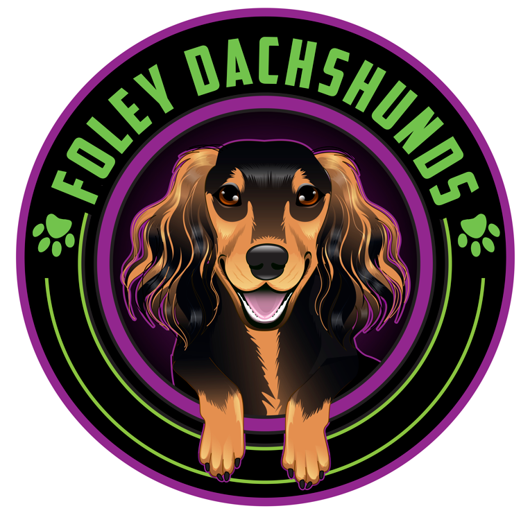 puppies from foley dachshunds available for sale