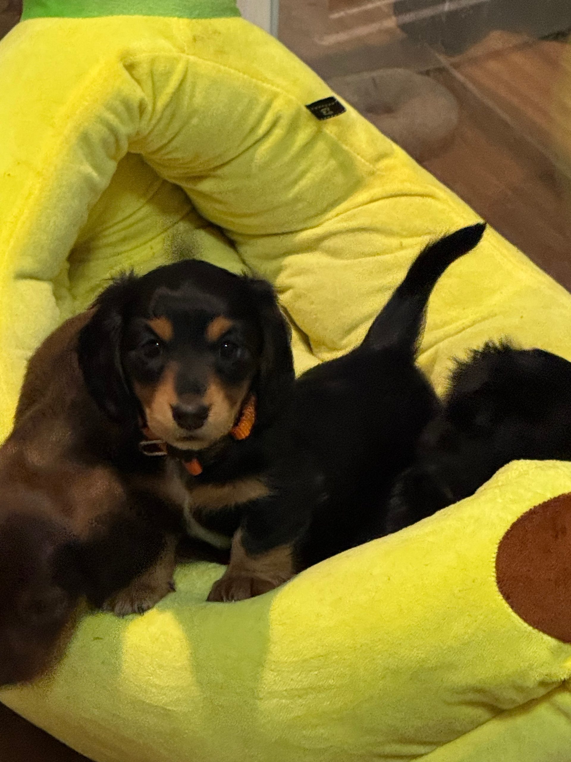 puppies from foley dachshunds available for sale