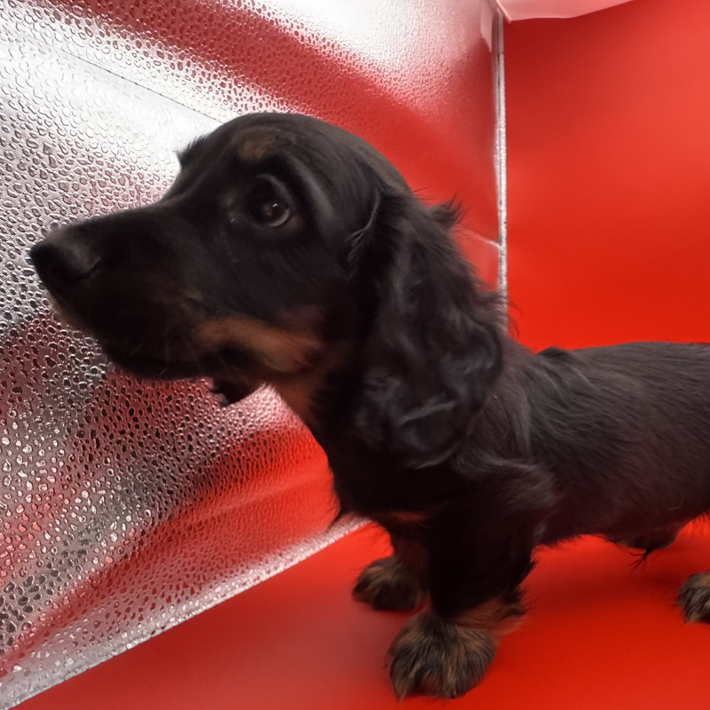 puppies from foley dachshunds available for sale