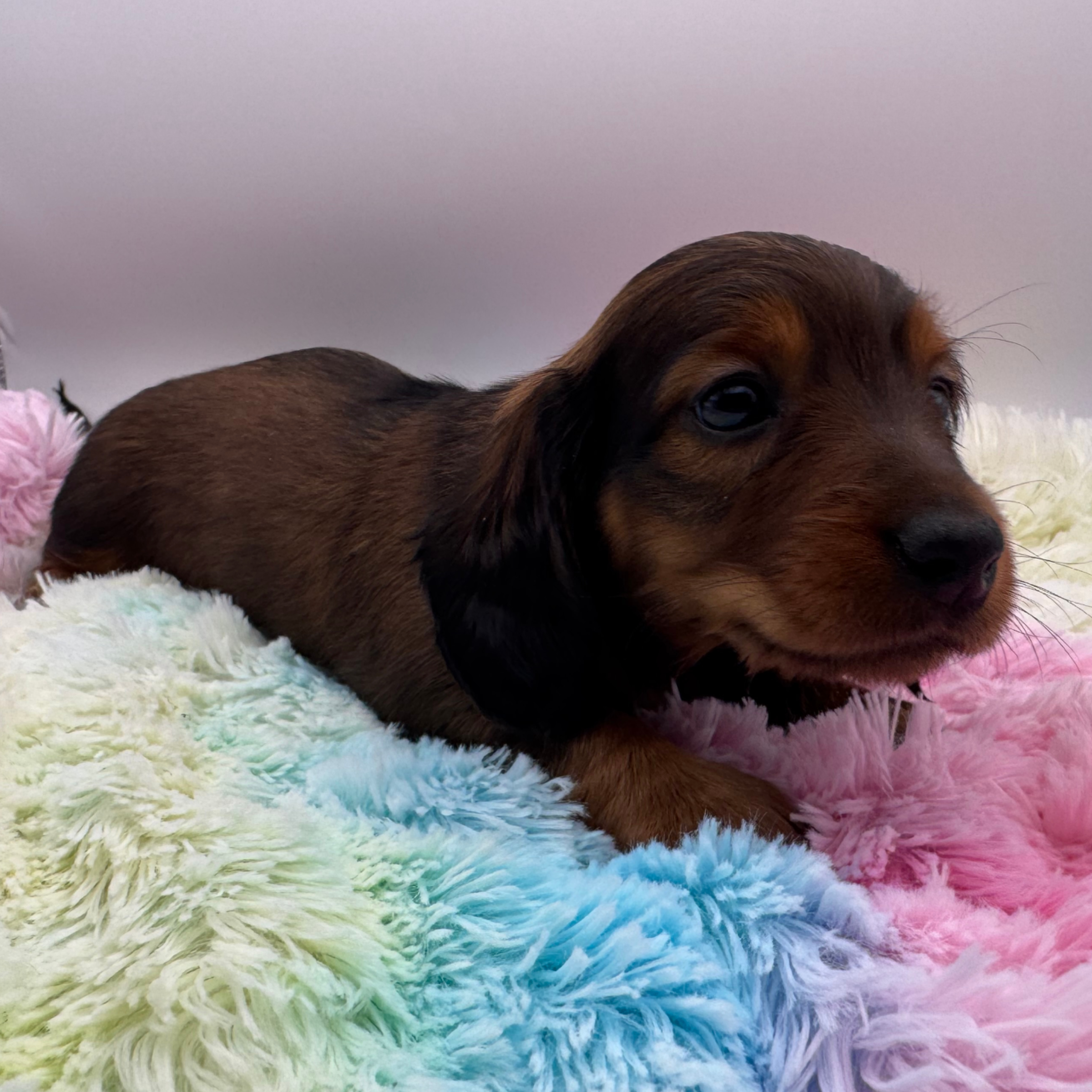 puppies from foley dachshunds available for sale