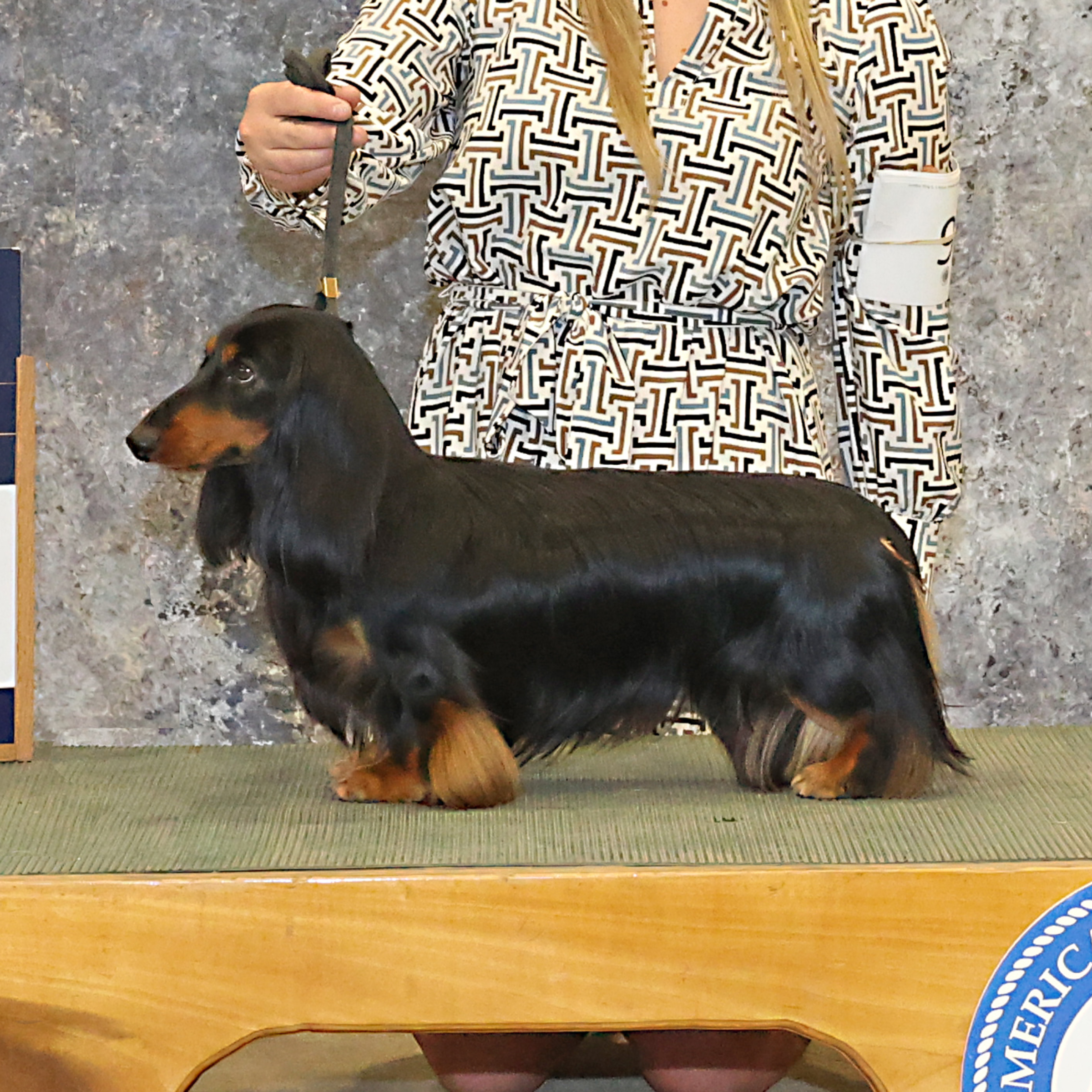 Person in a geometric-patterned dress holds a gray leash attached to a large black Doberman indoors on a wooden floor.