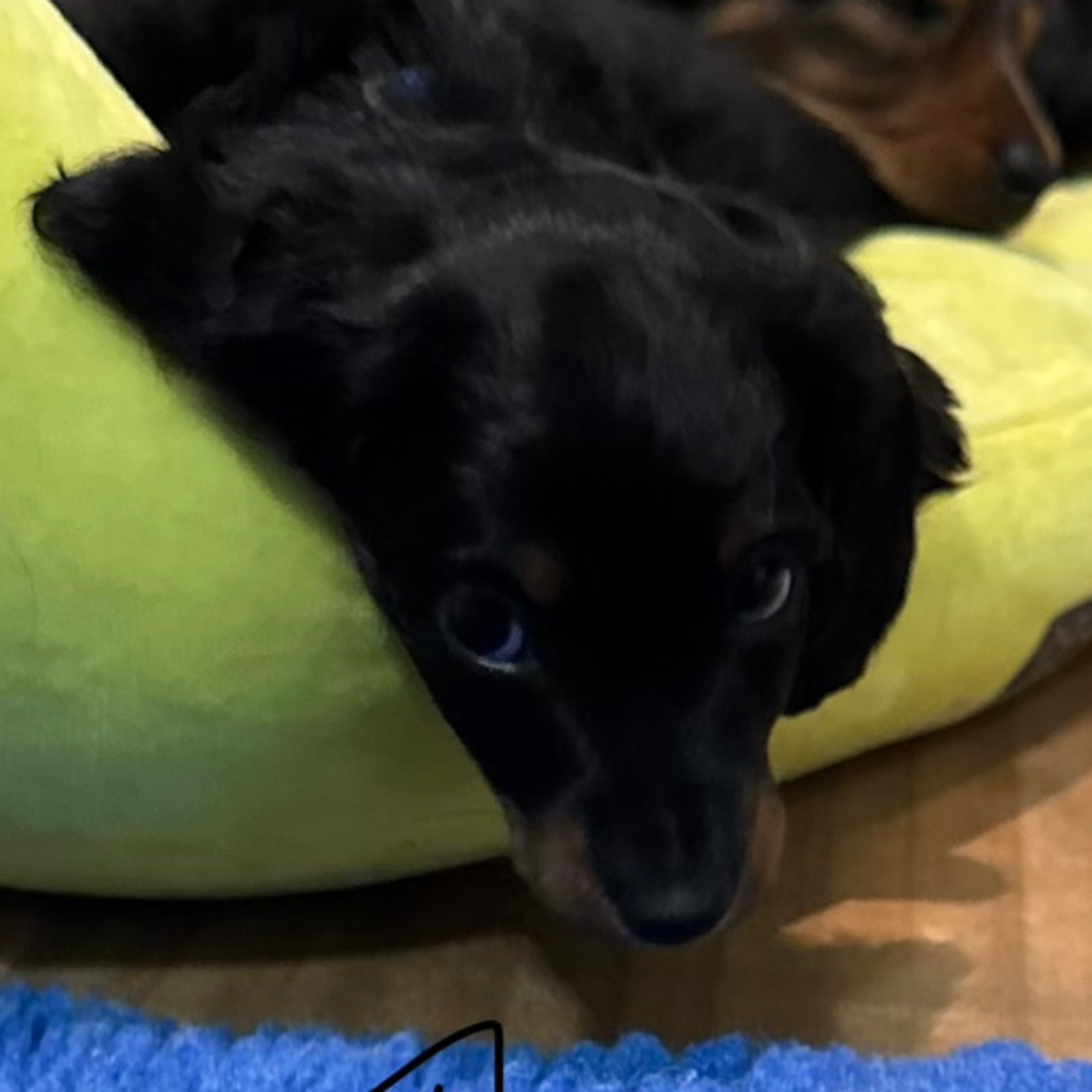 puppies from foley dachshunds available for sale