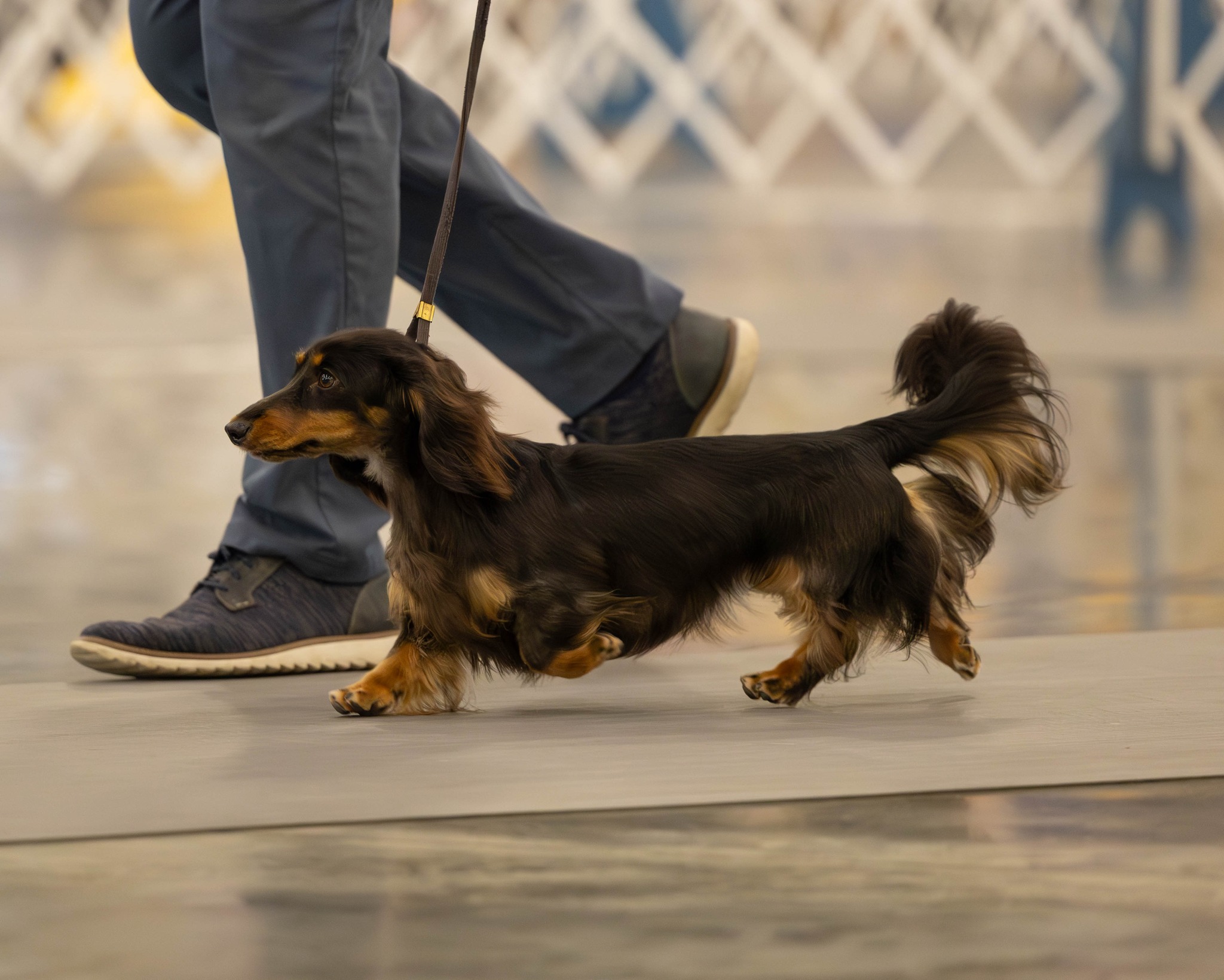 longhaired dachshund being shown