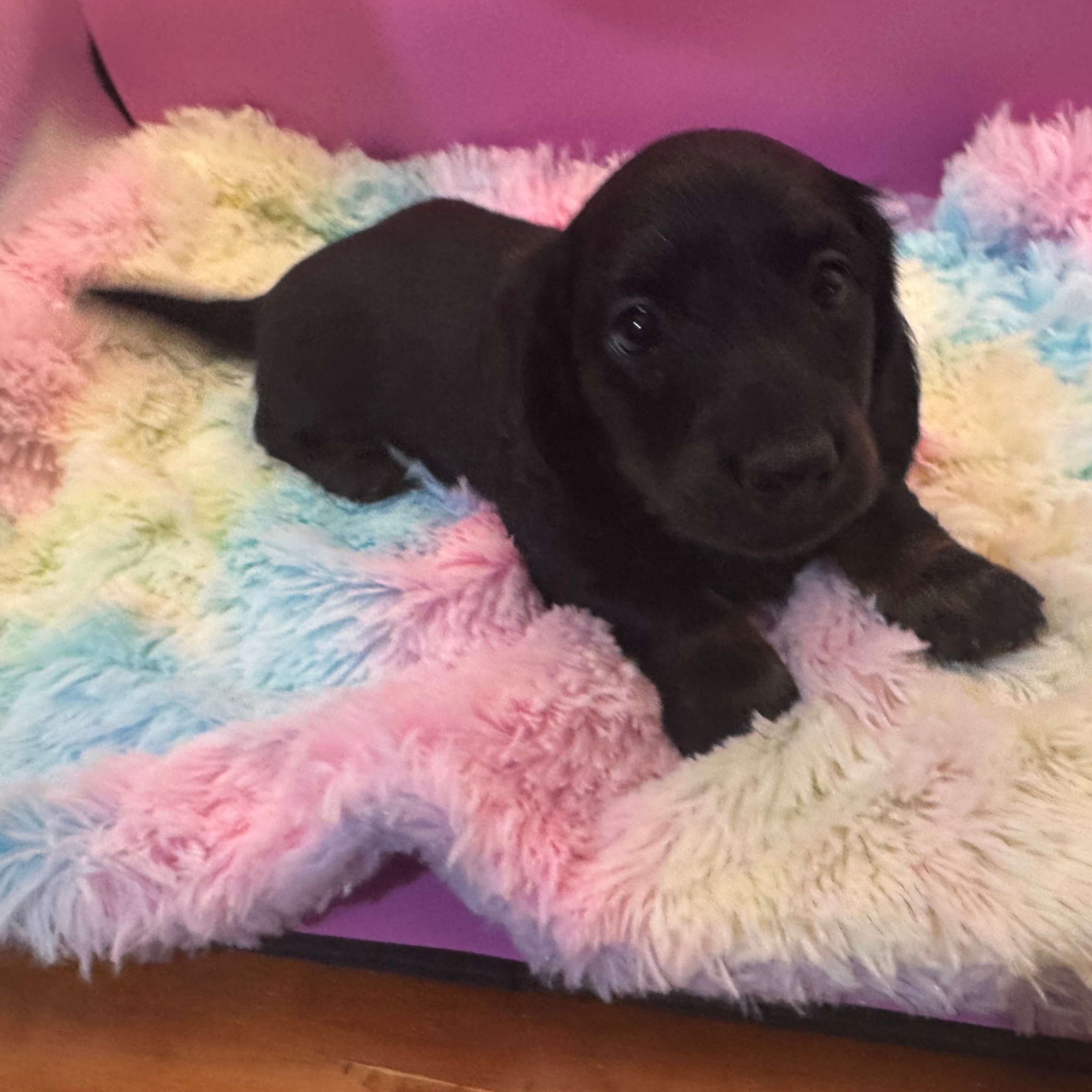 puppies from foley dachshunds available for sale