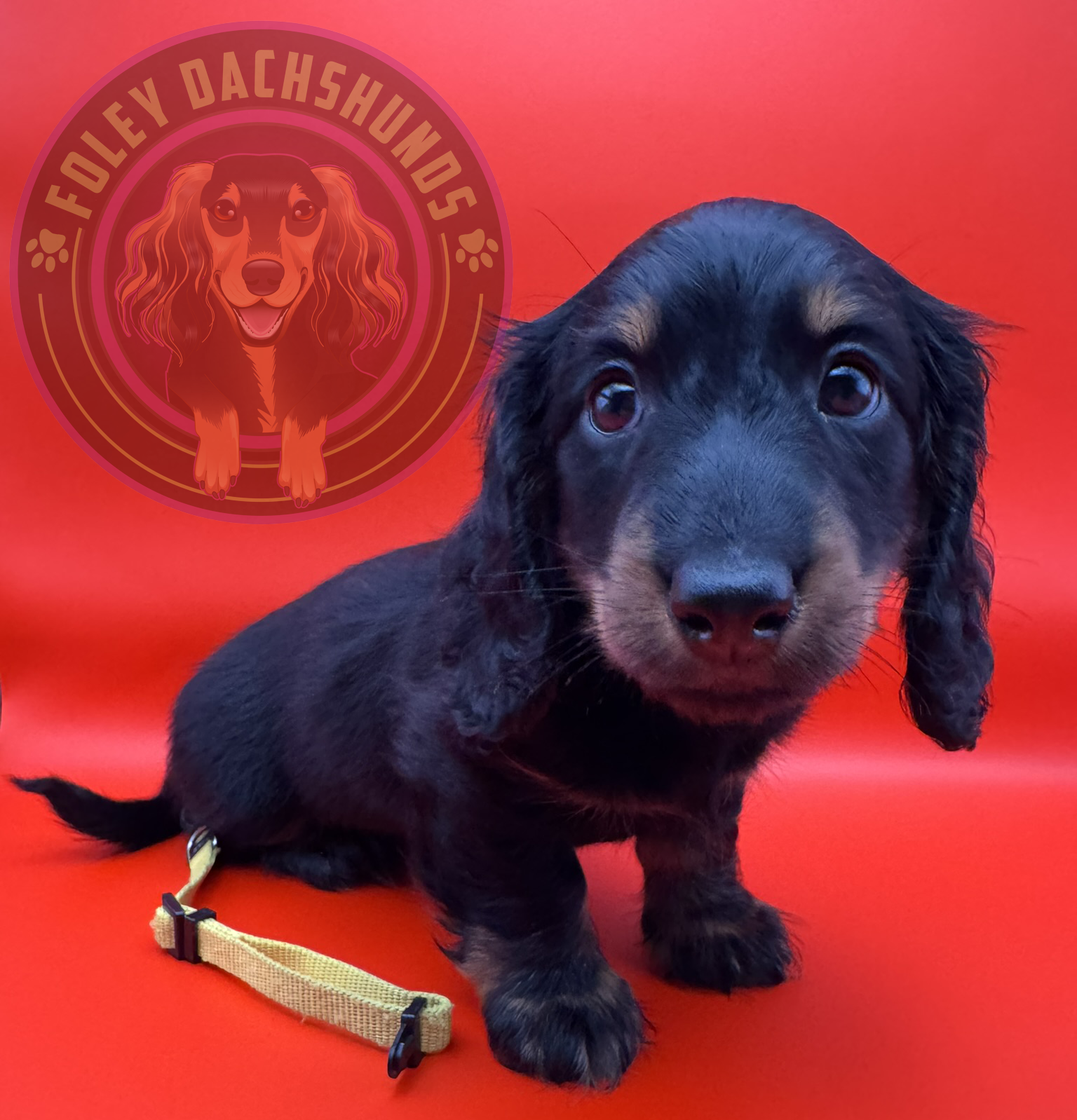 puppies from foley dachshunds available for sale