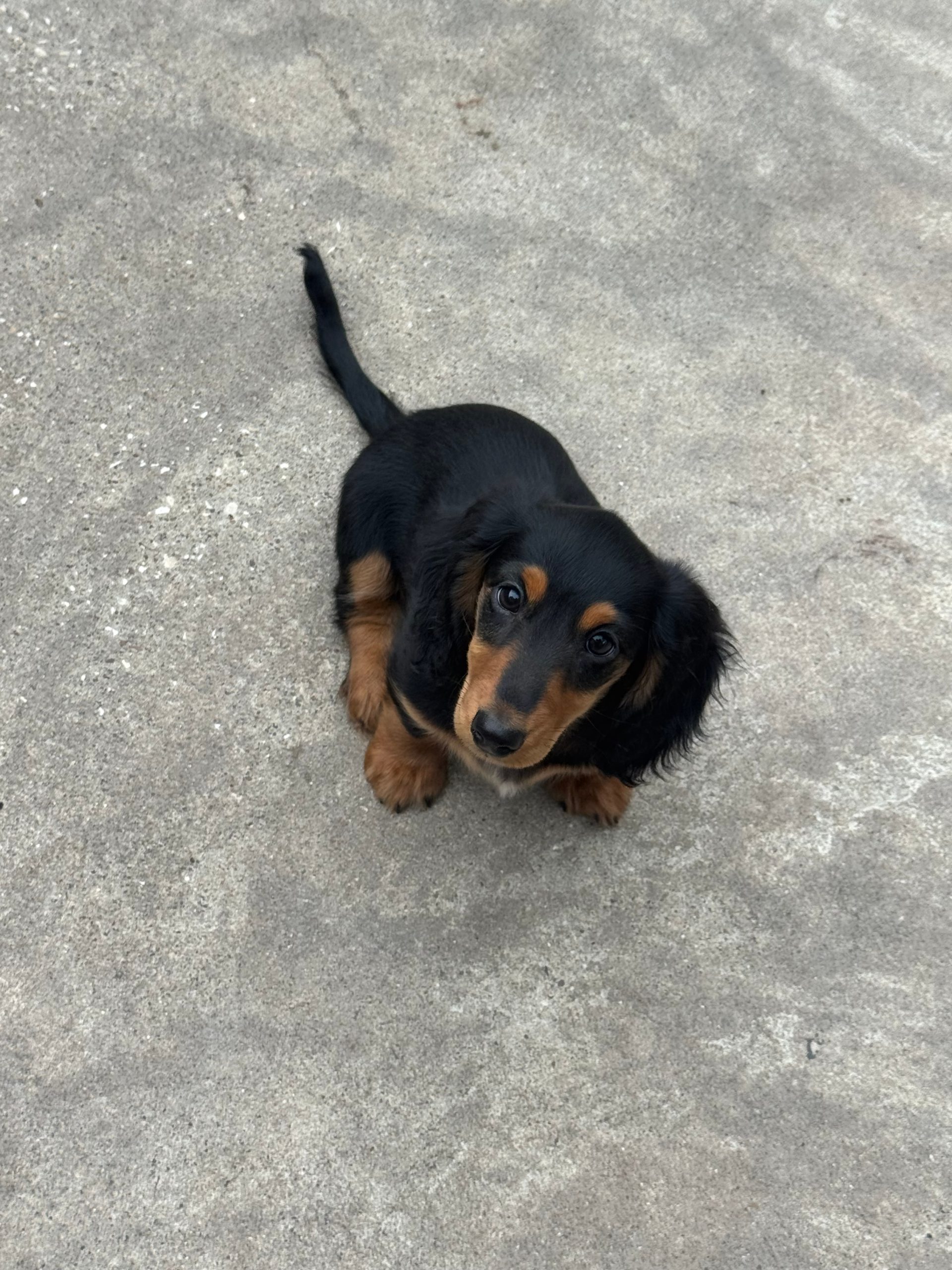 puppies from foley dachshunds available for sale