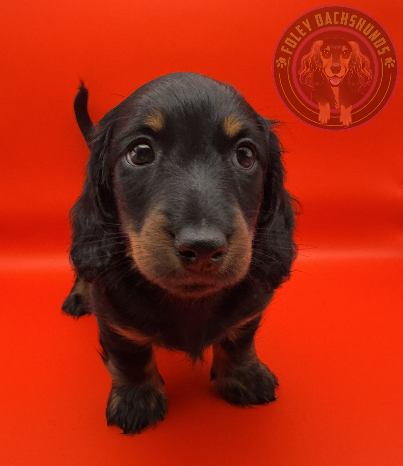 puppies from foley dachshunds available for sale