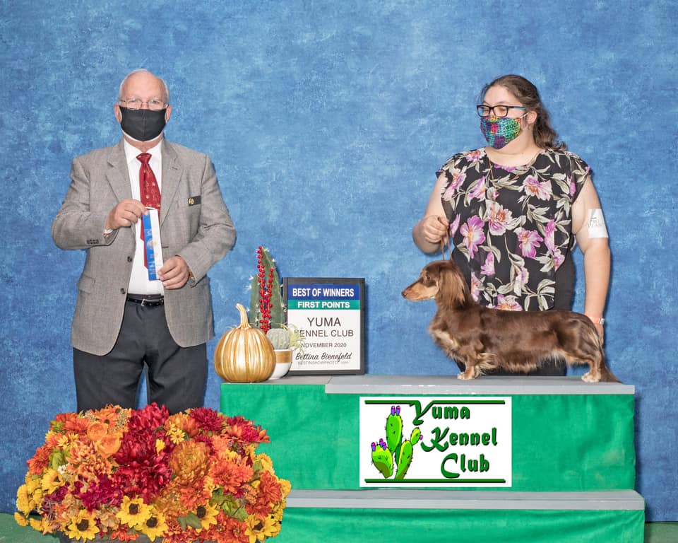 chocolate and tan longhaired dachshund win photo with akc judge