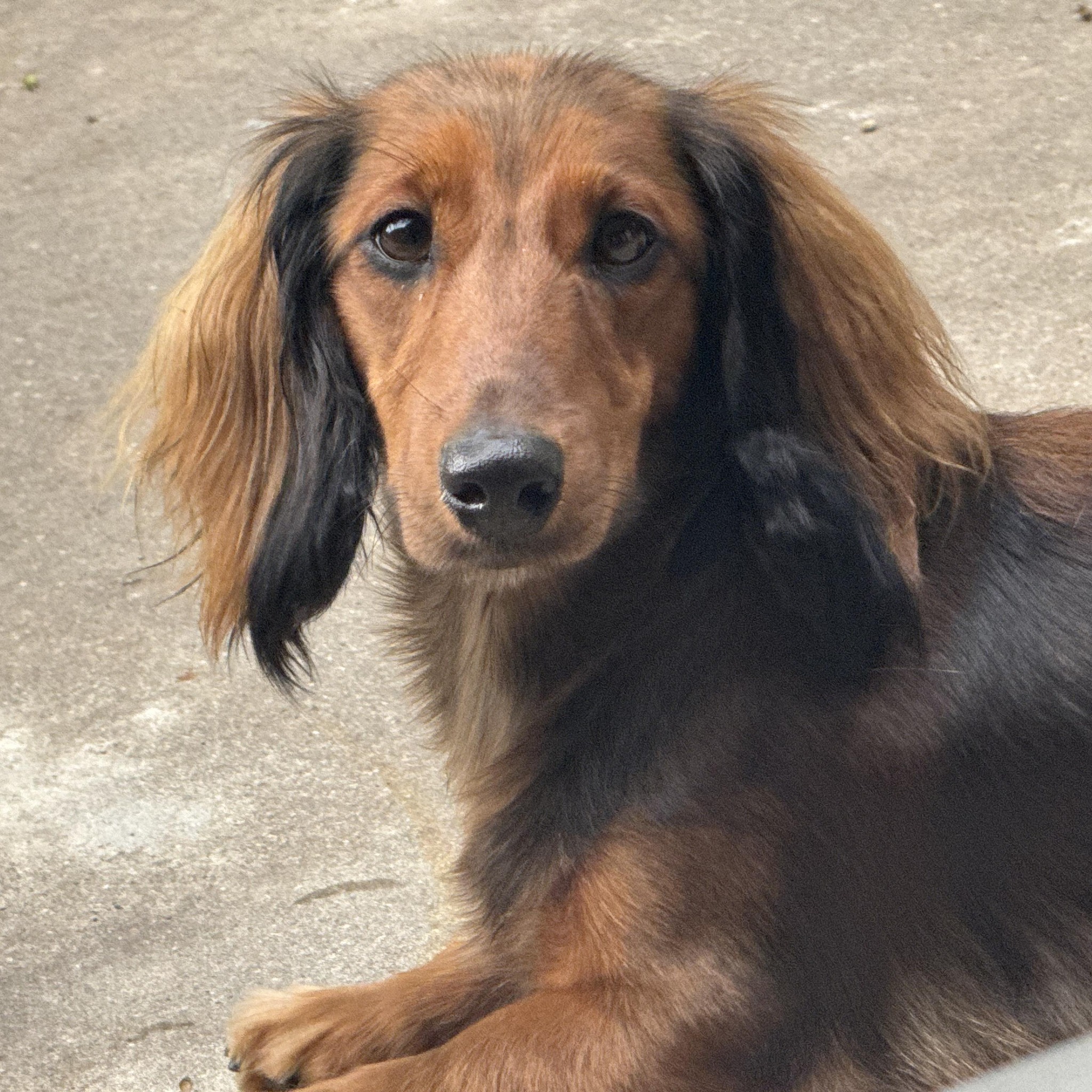 shaded red longhaired dachshund looking at the camera
