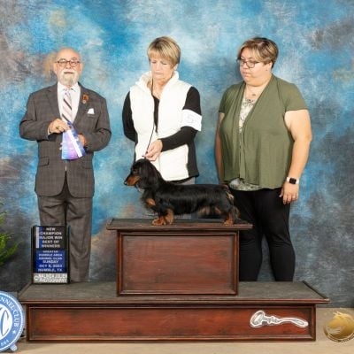 Black and tan miniature longhaired dachshund win photo with handler and judge in AKC ring