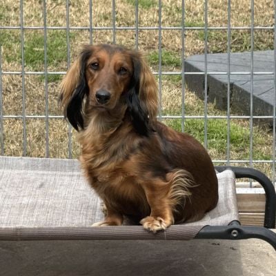 Shaded red miniature dachshund relaxing in a backyard