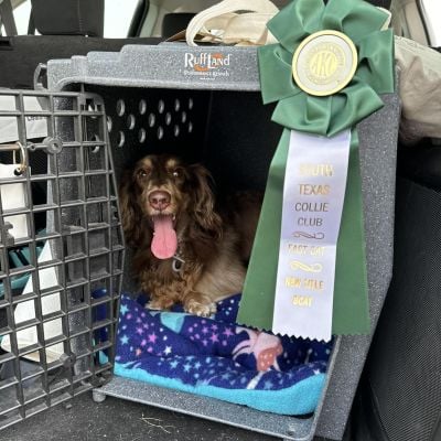 Chocolate and tan miniature dachshund resting in a crate with ribbons earned for her BCAT title