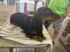 Black and tan miniature longhaired dachshund relaxing on a grooming table at an AKC dog show