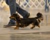 Black and tan miniature longhaired dachshund being shown in the AKC dog show ring