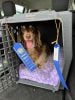 Chocolate and tan miniature dachshund in a crate with Fast CAT ribbons earned for her BCAT title